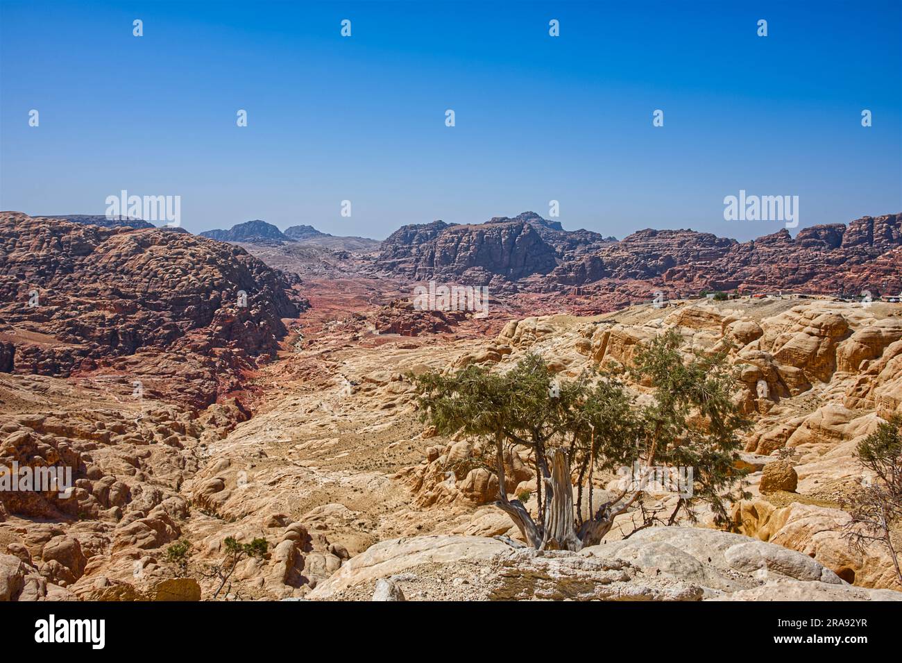 Panoramica di montagne secche e di un solo albero sotto il caldo sole del Medio Oriente Foto Stock