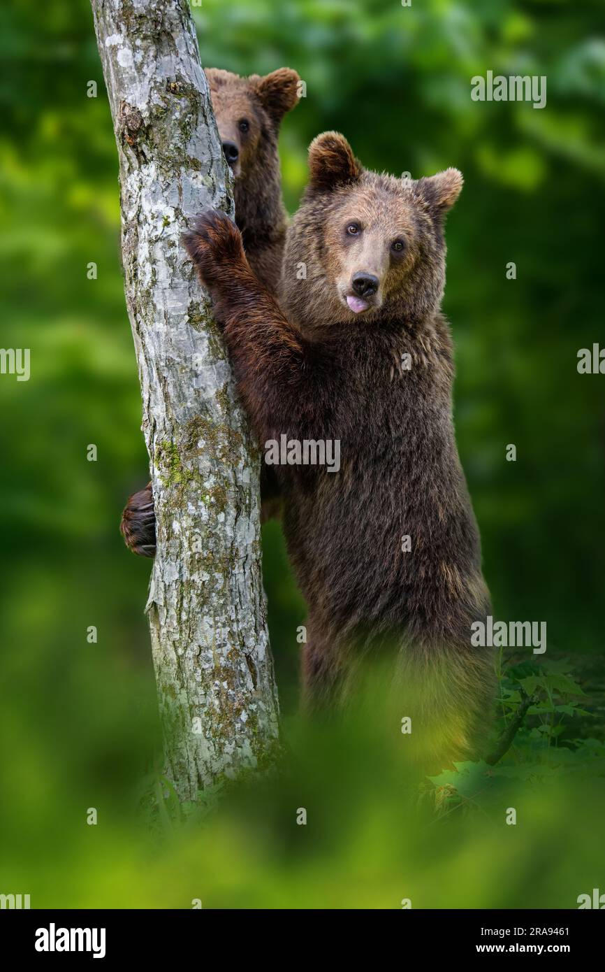 Due orsi bruni (Ursus arctos) in piedi sulle sue gambe posteriori che si tengono a un albero nella foresta estiva Foto Stock