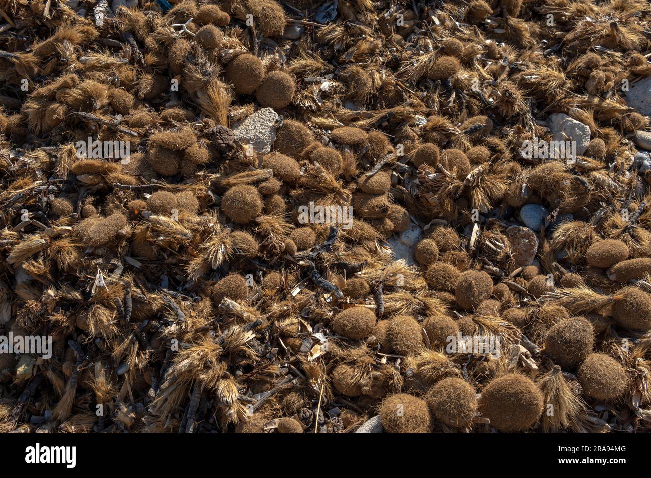 Primo piano delle alghe secche di Posidonia sulla costa dell'isola di Maiorca. Immagine di sfondo di un ecosistema naturale sostenibile Foto Stock