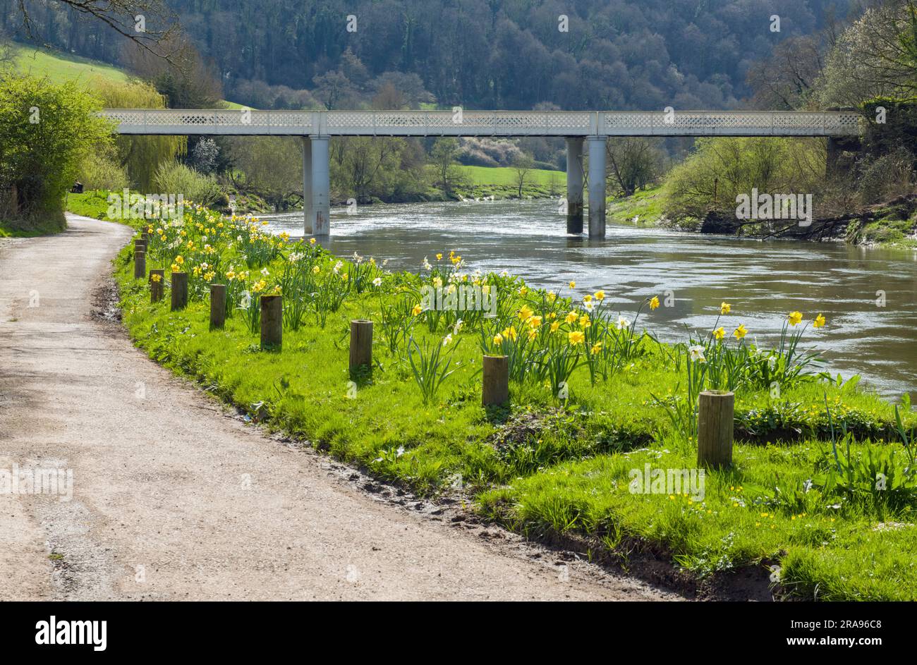 Guardando il fiume Wye (Afon Gwy), separa il Monmouthshire dal Gloucestershire. Il ponte è il ponte Brockweir e la zona è AONB Foto Stock