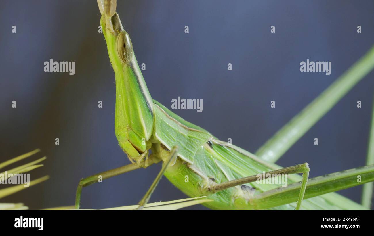 Giugno 10, 2023, Odessa oblast, Ucraina, Europa dell'Est: Primo piano di un'attiva cavalletta verde inclinato Acrida su spikelet su sfondo verde e cielo blu (Credit Image: © Andrey Nekrasov/ZUMA Press Wire) SOLO USO EDITORIALE! Non per USO commerciale! Foto Stock