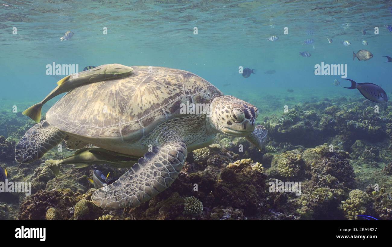 Le grandi tartarughe del Mare Verde (Chelonia mydas) nuotano sopra la cima della barriera corallina intorno a banchi galleggianti di pesci tropicali nelle giornate di sole, Mar Rosso, Egitto Foto Stock