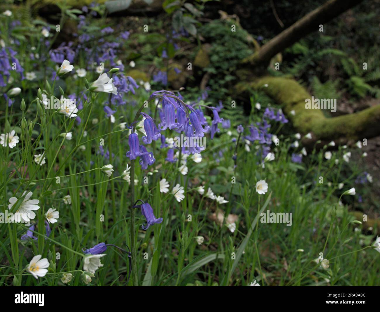 Campane bluebells e daisy's accanto al percorso a Dean Wood, Netherton, Huddersfield. Foto Stock