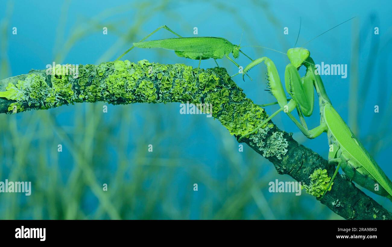 Il verde grasshopper cinguetta le sue ali accanto al grande mantis di preghiera femminile seduto su un ramo di albero coperto di lichene. E mantis dell'albero transcaucasico (Hie Foto Stock