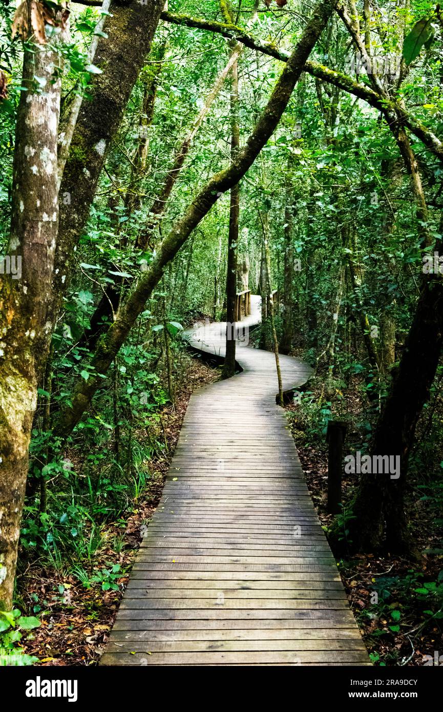 Sentiero Broadwalk nella foresta di Tsitsikamma. Foto Stock