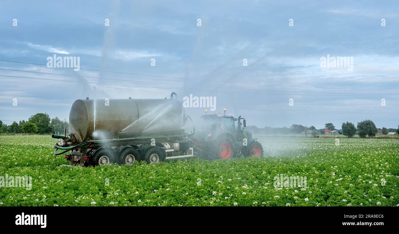 il trattore con sprinkler su giacimenti di patate irriga il terreno asciutto in belgio, vicino a brugge e ostenda Foto Stock