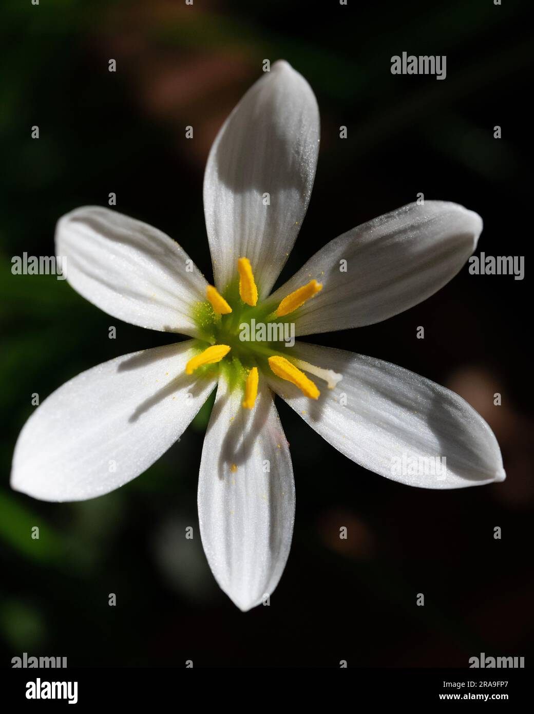 Perché il tuo Zefirante non fiorisce: Suggerimenti per la risoluzione dei problemi per Zephyranthes candida