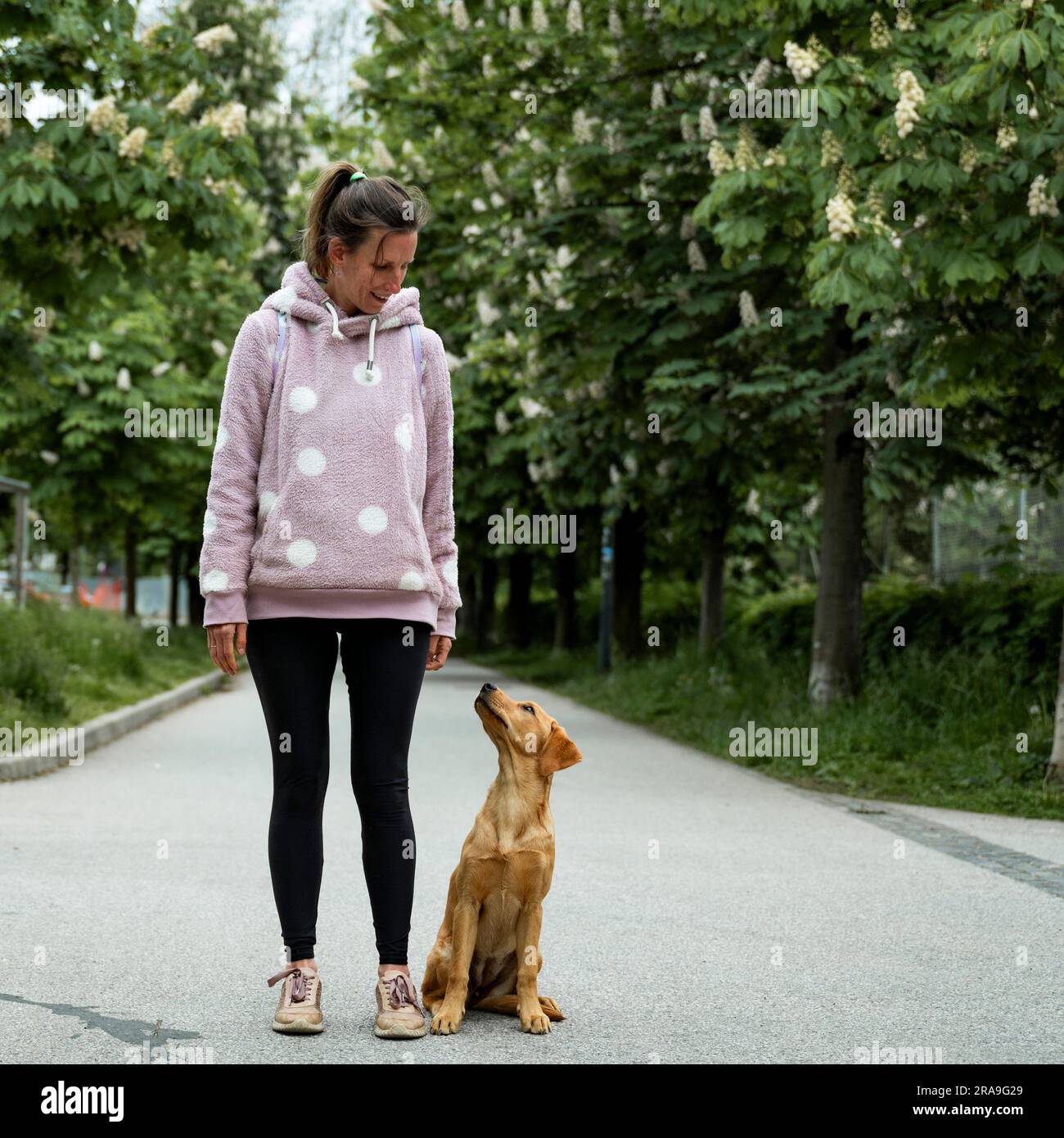 Adorabile cucciolo dorato del labrador retriever seduto dal suo proprietario mentre la guardava fuori a piedi. Foto Stock