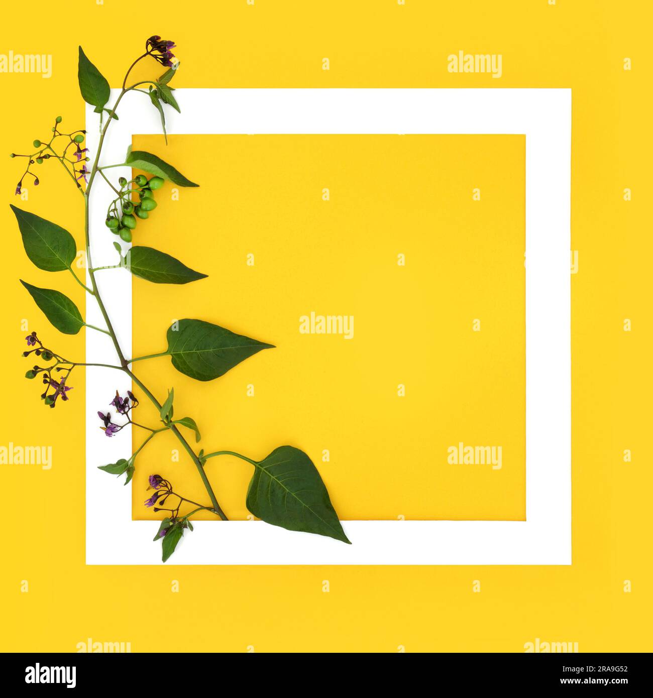 Belladonna Deadly Nightshade pianta con fiori e bacche non mature con cornice bianca su sfondo giallo. Anche il fiore selvatico tossico velenoso è usato in alte Foto Stock