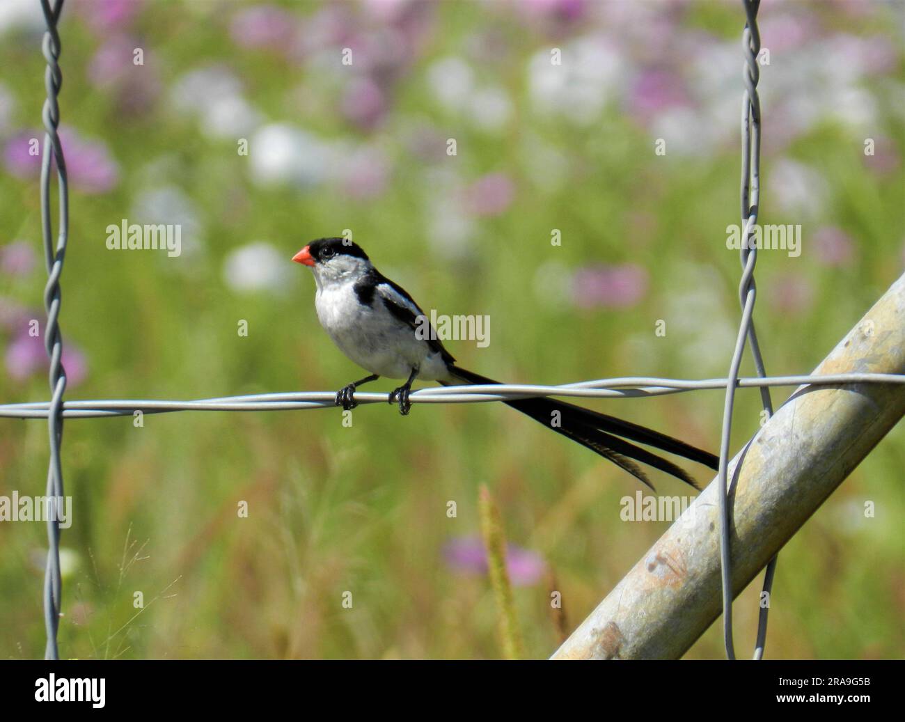 whydah con coda di spillo maschio adulto (Vidua macroura). Foto Stock