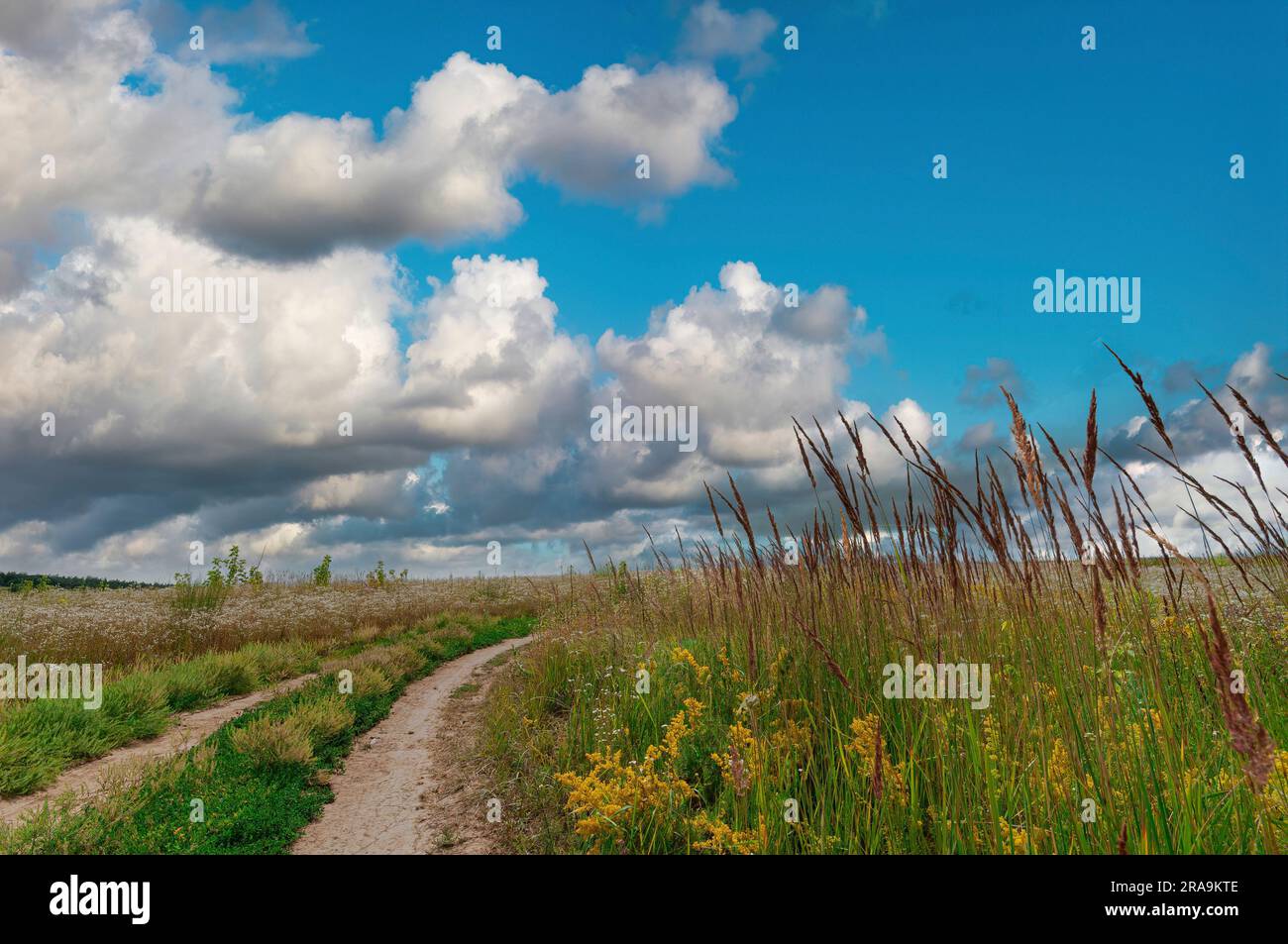 Bellissima strada sterrata di campagna nel campo con erba selvatica con cielo blu e nuvole sullo sfondo Foto Stock