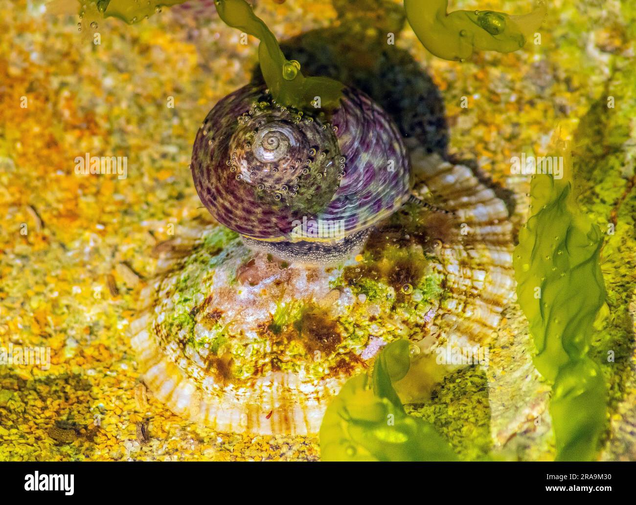 Tegula Eiseni: Esplora l'affascinante mondo di una specie unica di Gastropodi Foto Stock