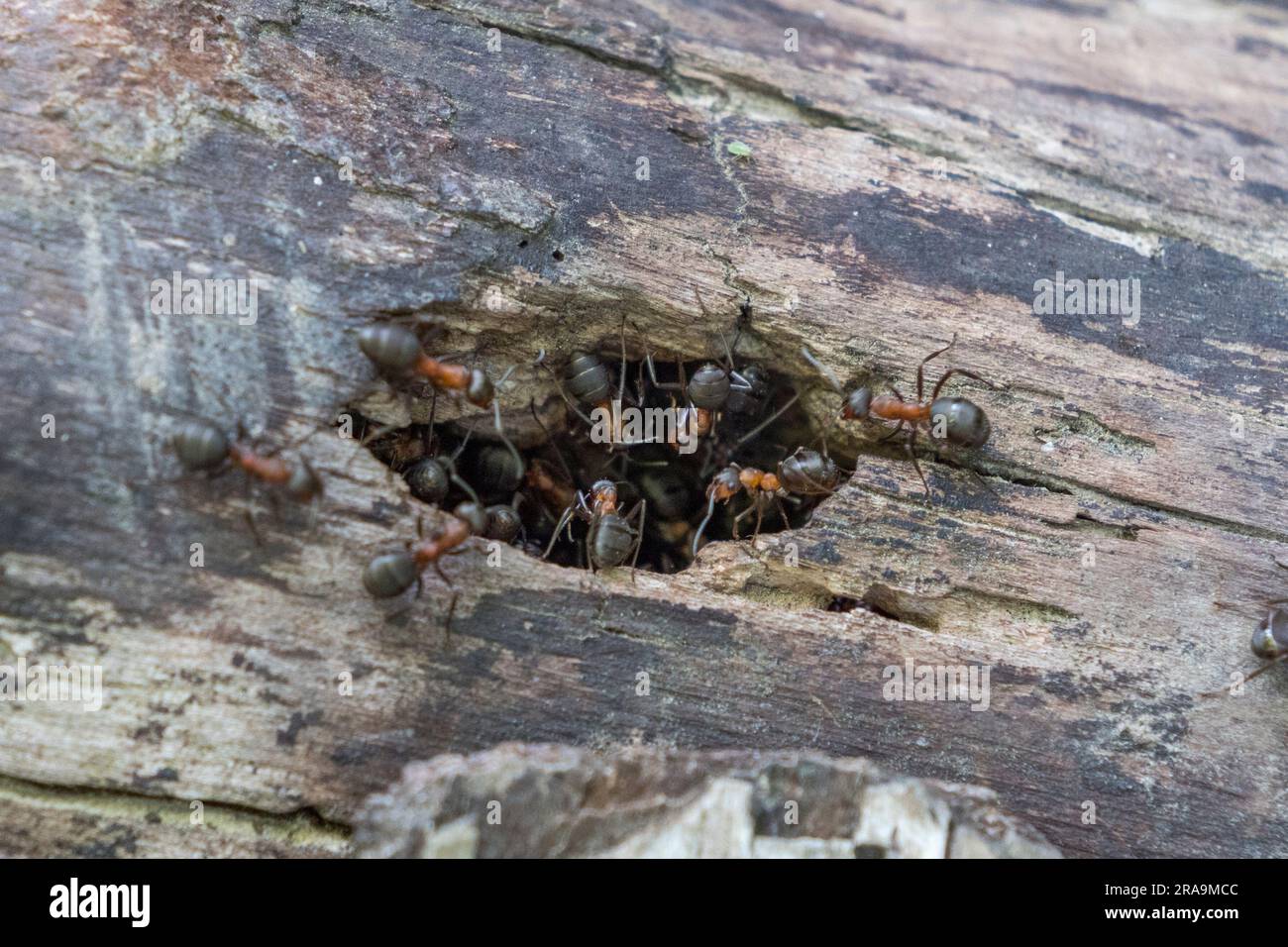 Primo piano di formiche di legno in un buco su un tronco a Burnham Beeches, Buckinghamshire, Regno Unito. Foto Stock