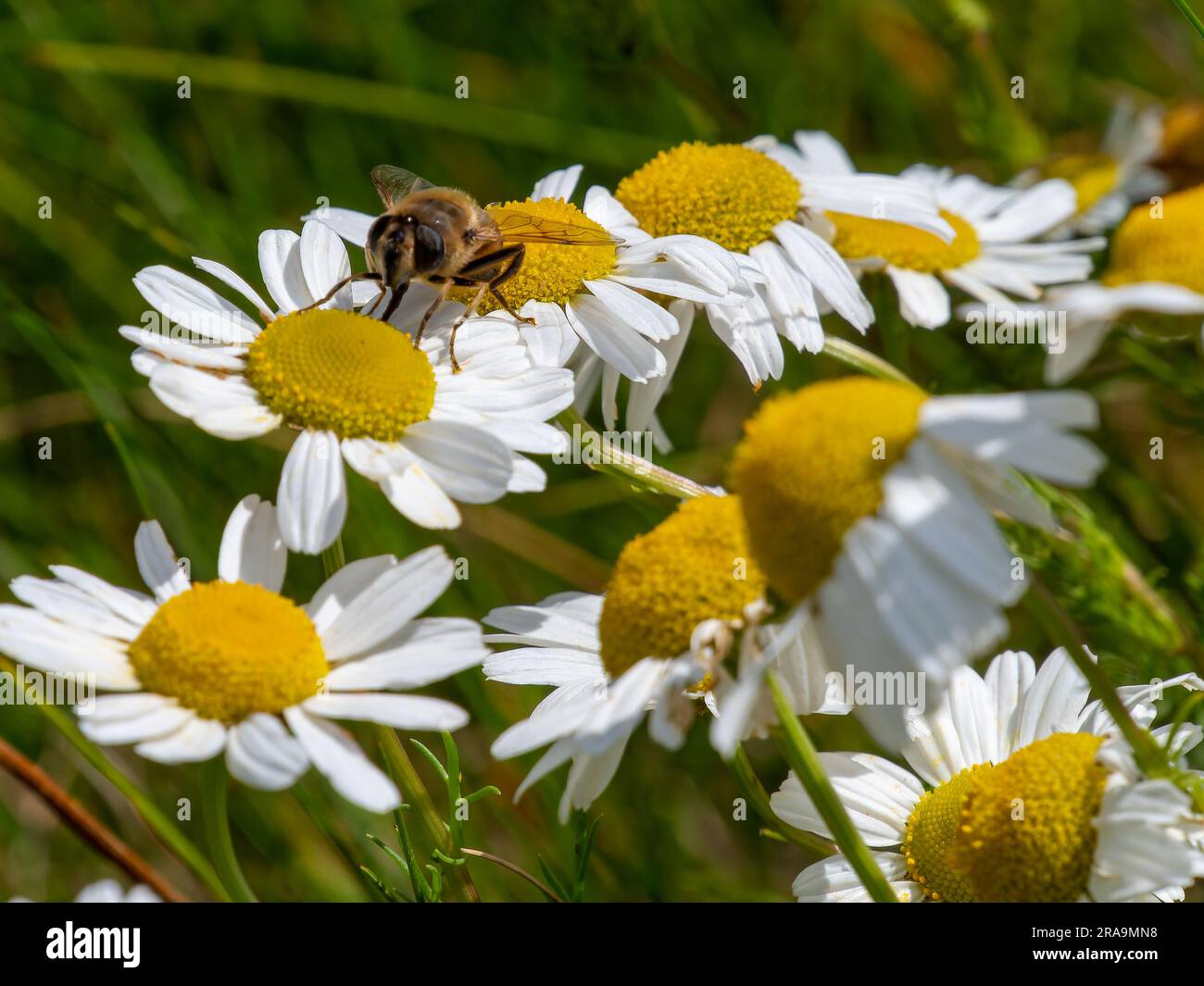 Una piccola mosca simile a un'ape si siede su un fiore di margherita bianco in estate. Insetto su un fiore da vicino. Mosche hover, chiamate anche mosche floreali o mosche scirofide, Foto Stock