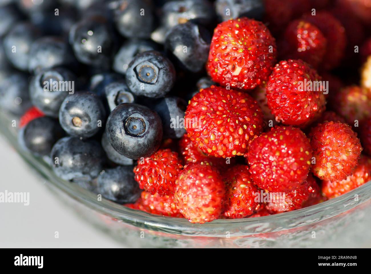 Recipiente di vetro con mirtilli europei freschi e fragole selvatiche in estate. Foto Stock