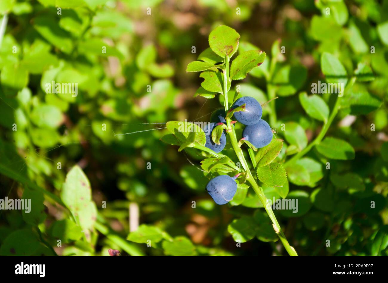 Paesaggio forestale con piante europee di mirtilli e bacche in estate. Foto Stock