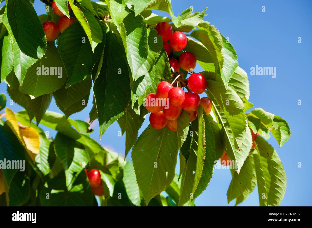 Rami di alberi da frutto con ciliegie e foglie verdi contro il cielo blu in Francia in estate. Foto Stock