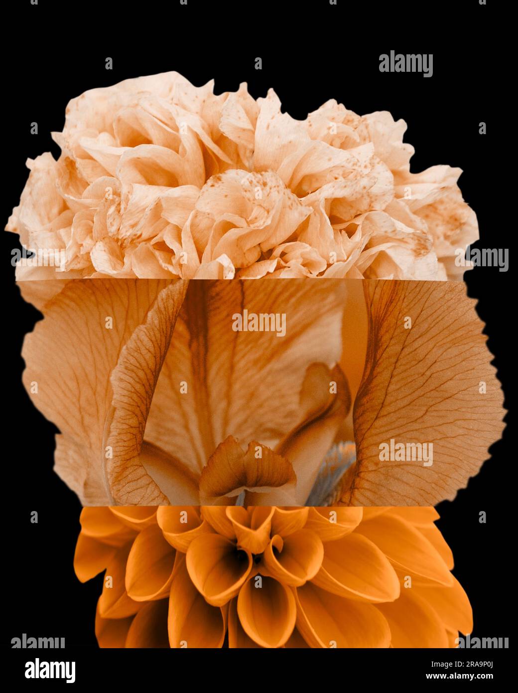 Mashup floreale astratto colorato su sfondo nero Foto Stock