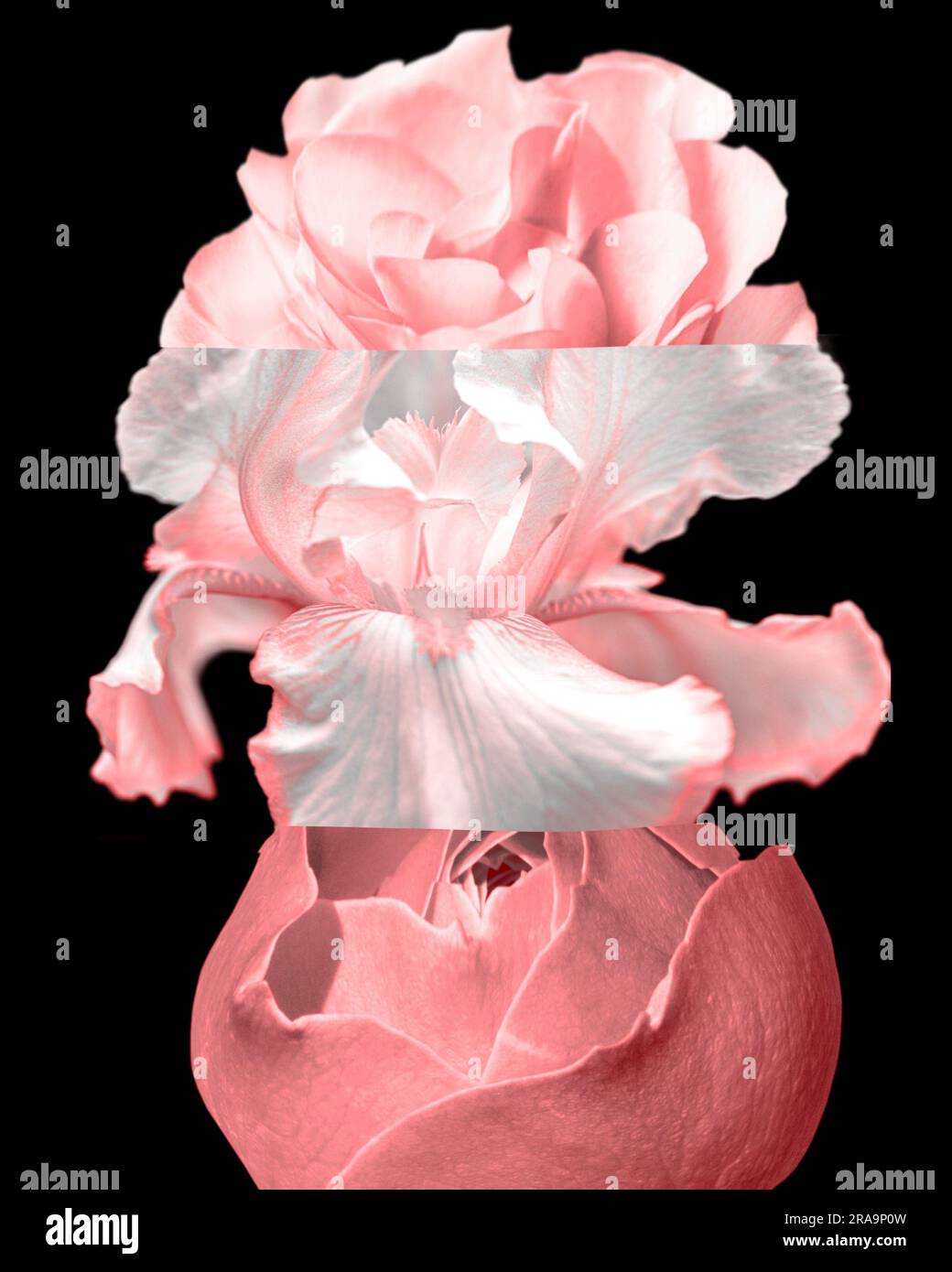 Mashup floreale astratto colorato su sfondo nero Foto Stock