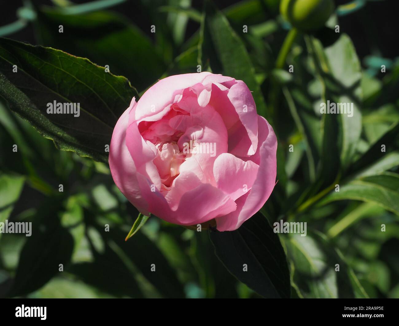 Rosa peonia in giardino Foto Stock