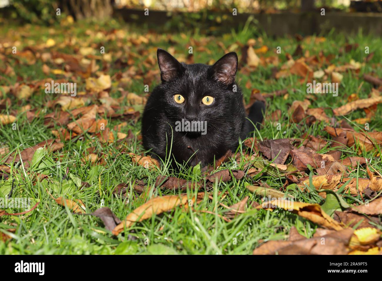 Gatto nero con occhi gialli nel giardino autunnale Foto Stock