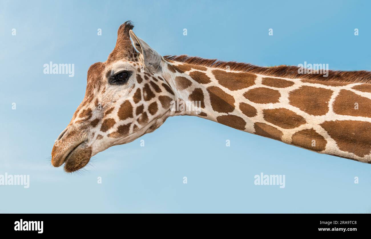Dettaglio primo piano Vista laterale ritratto della testa di giraffa con cielo blu Foto Stock