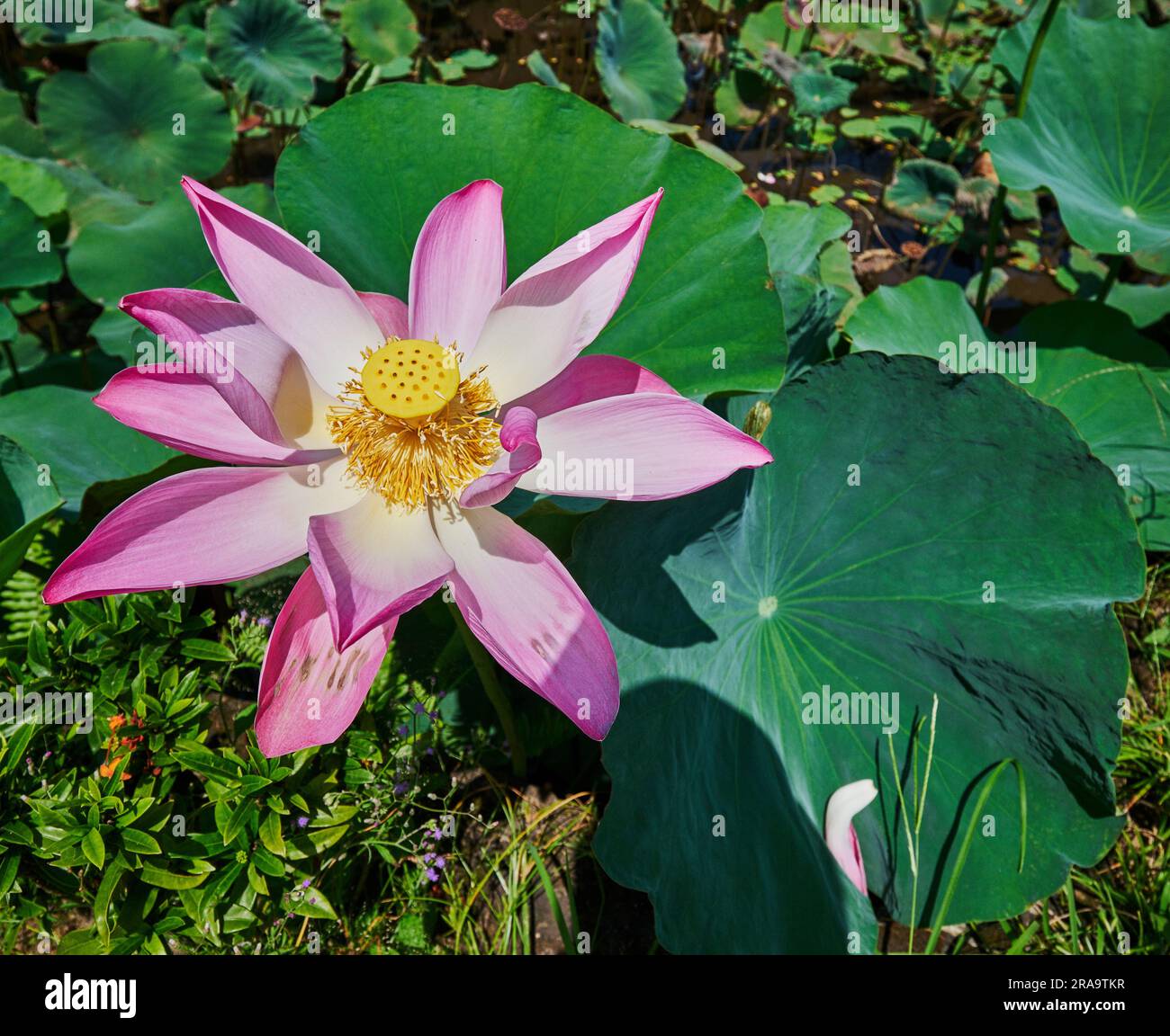 Nelumbo nucifera, noto anche come loto sacro, loto Laxmi, loto indiano, ninfee o semplicemente loto, famiglia Nelumbonaceae. Foto Stock