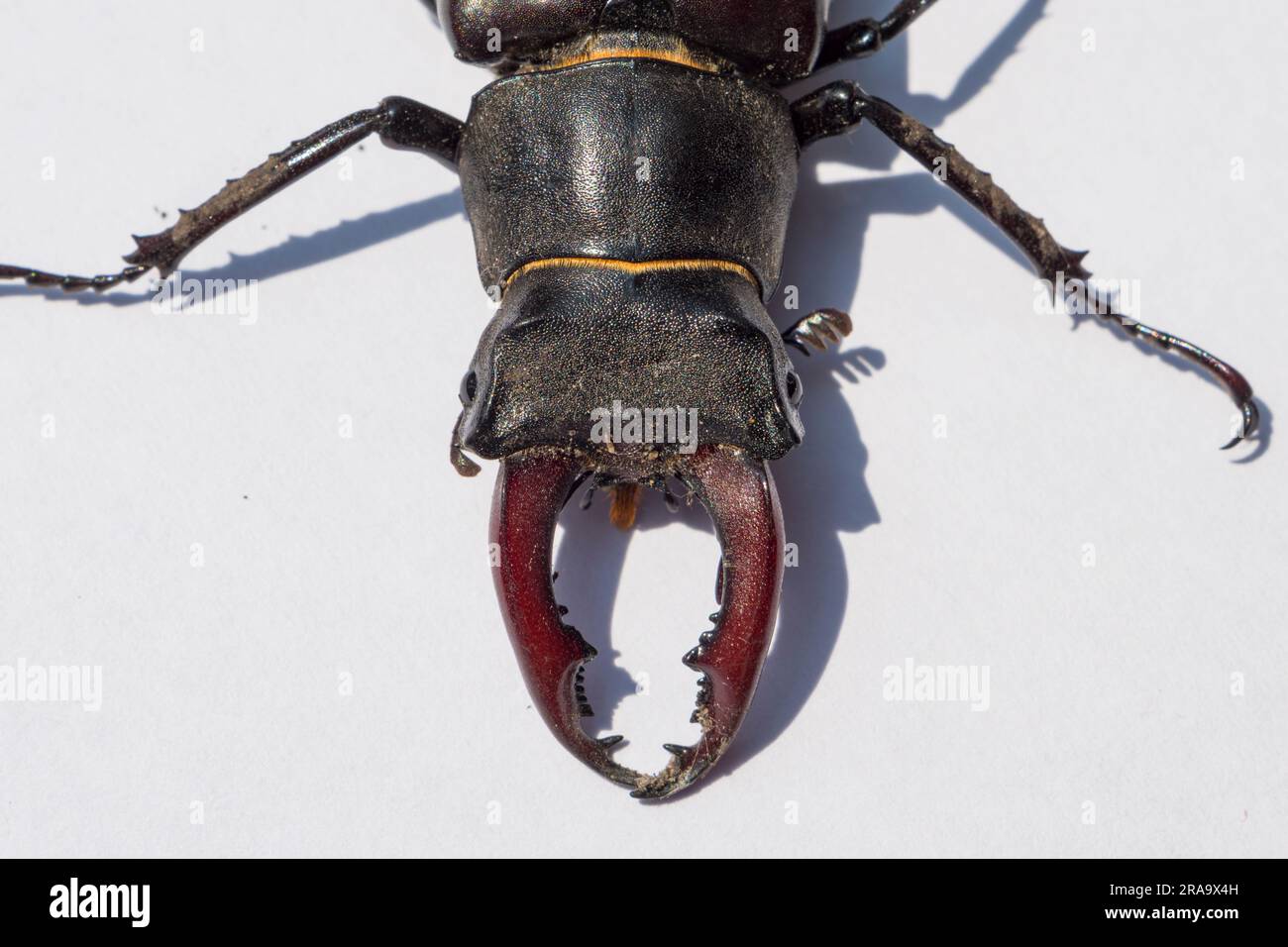 Primo piano delle mandibole di un coleottero maschile (Lucanus cervus), trovato nella parte ovest di Londra, Regno Unito. Foto Stock