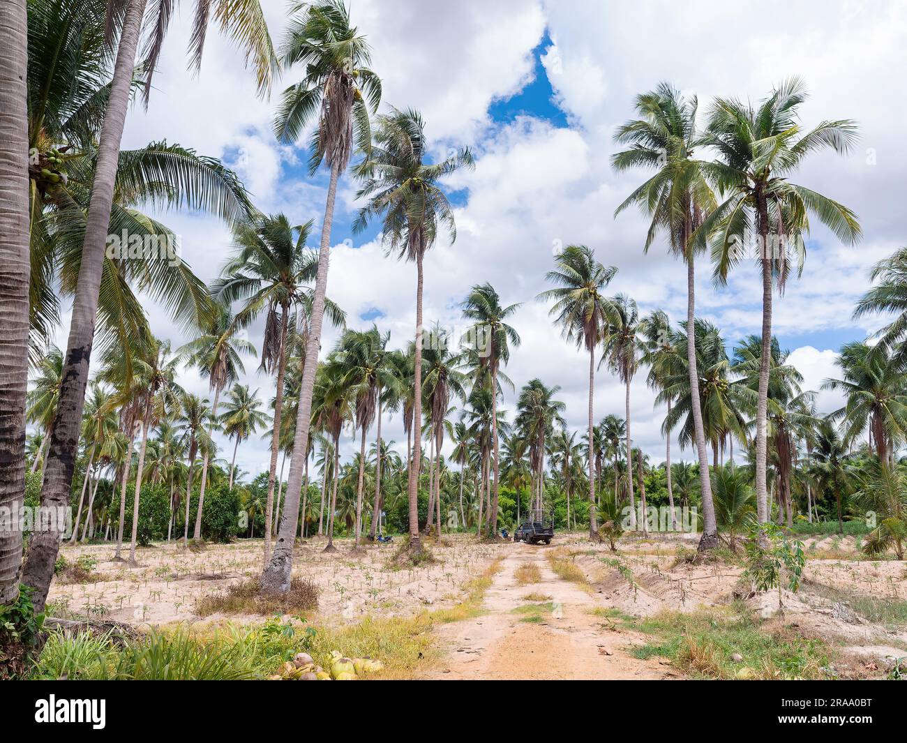 Piantagione di cocco e strada sterrata nella provincia di Chonburi, Thailandia. Foto Stock