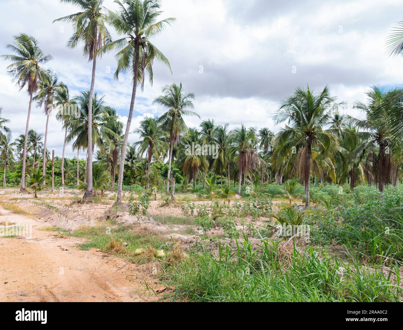 Piantagione di cocco e strada sterrata nella provincia di Chonburi, Thailandia. Foto Stock