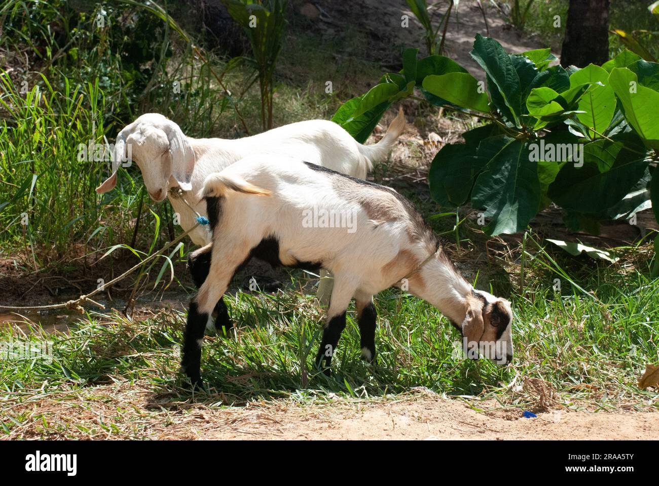 Due capre che pascolano sull'erba a Paraiba, Brasile. Foto Stock