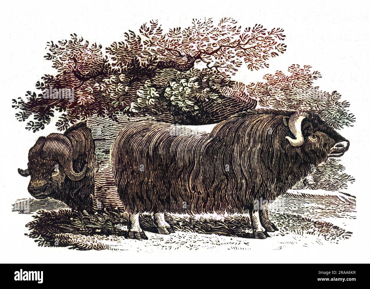 (Ovibos muschatus) il North American Musk Bull o Musk Ox forniva cibo e pelli ai nativi americani. Data: 1790 Foto Stock