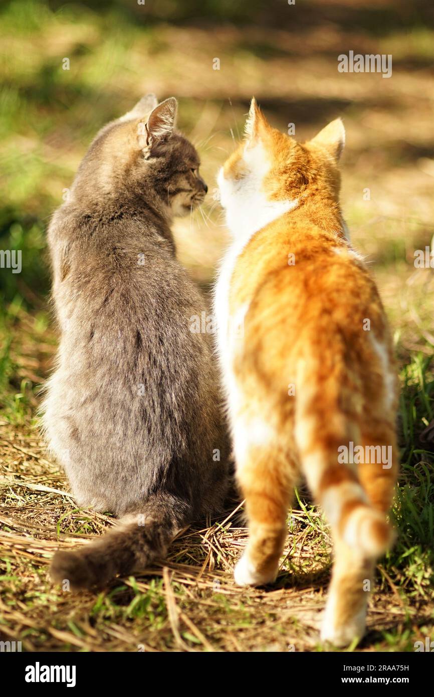 Due gatti comunicano nel giardino soleggiato. Foto Stock