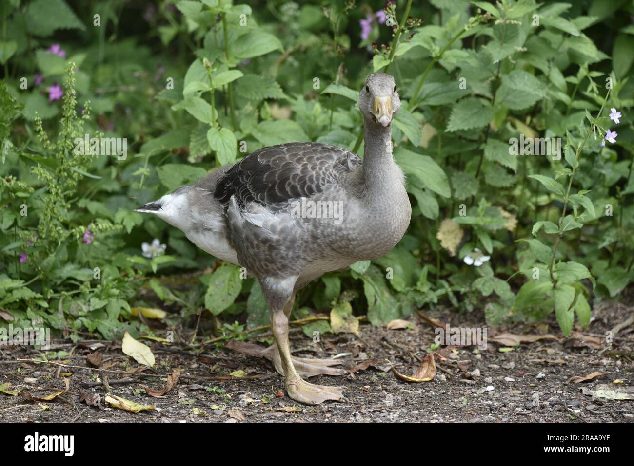 Primo piano Portrait of a Juvenile Greylag Goose (Anser Anser) Looking Into camera, scattato a Staffordshire, Regno Unito a giugno Foto Stock