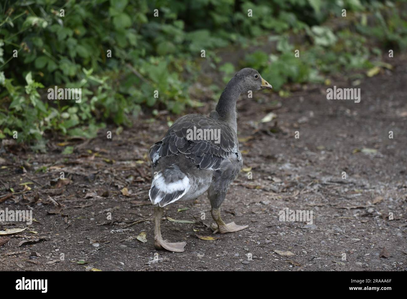 Giovanile Greylag Goose (Anser anser) Walking away from camera with Head Turned to Right of Image, scattata a Staffordshire, Inghilterra, Regno Unito a giugno Foto Stock