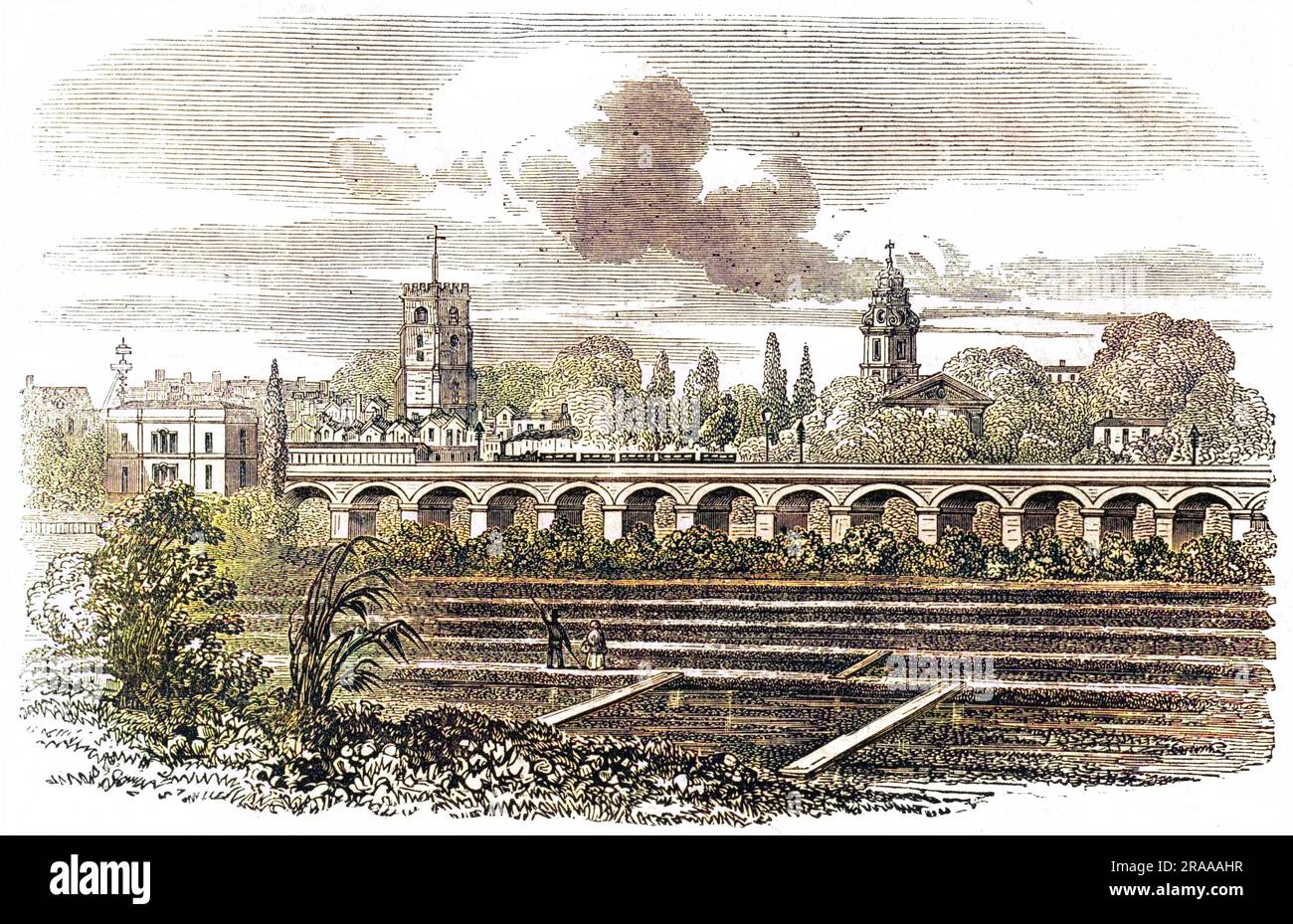 La Camden-Town Railway presso la stazione di Hackney, con una piantagione di crescione lungo il binario. Data: 1851 Foto Stock