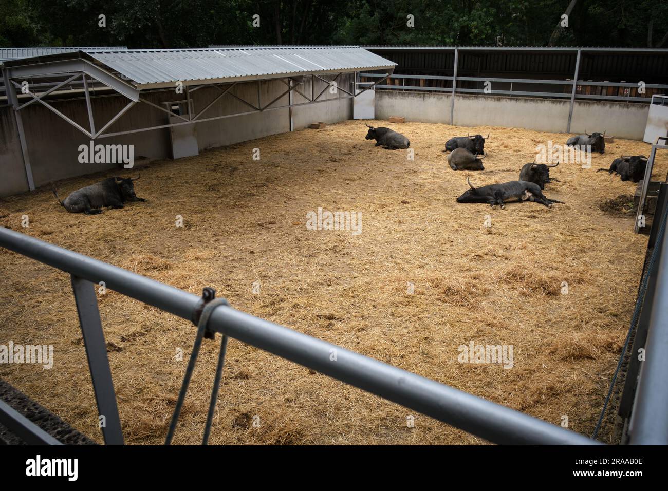 Pamplona, Spagna. 2 luglio 2023. I tori del ranch Jose Escolar Gil si trovano nelle Corrales del gas. L'Encierro è una corsa di 875 metri davanti a sei tori selvatici e sei halter che guidano il branco lungo il percorso fino all'arena. Si celebra a Pamplona ogni giorno durante il Festival di San Fermin. Credito: SOPA Images Limited/Alamy Live News Foto Stock