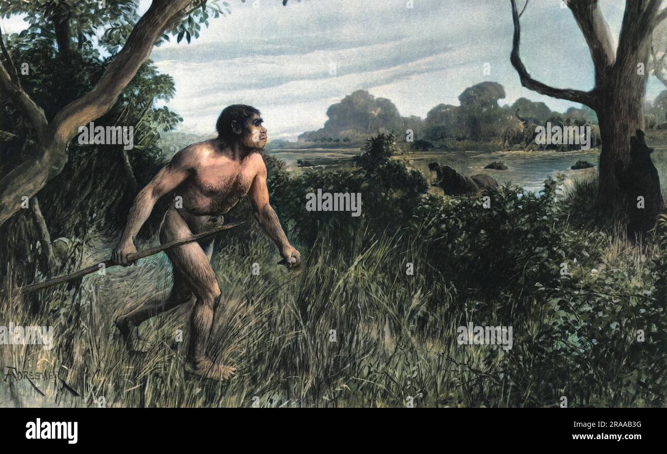 Piltdown Man, come immaginato dall'artista speciale Amedee Forestier di Illustrated London News, subito dopo la scoperta delle ossa fu resa pubblica nel 1912. Creduto essere il collegamento mancante fra l'uomo e la scimmia, la scoperta spettacolare è stata rivelata per essere una bufala elaborata in 1953. Foto Stock