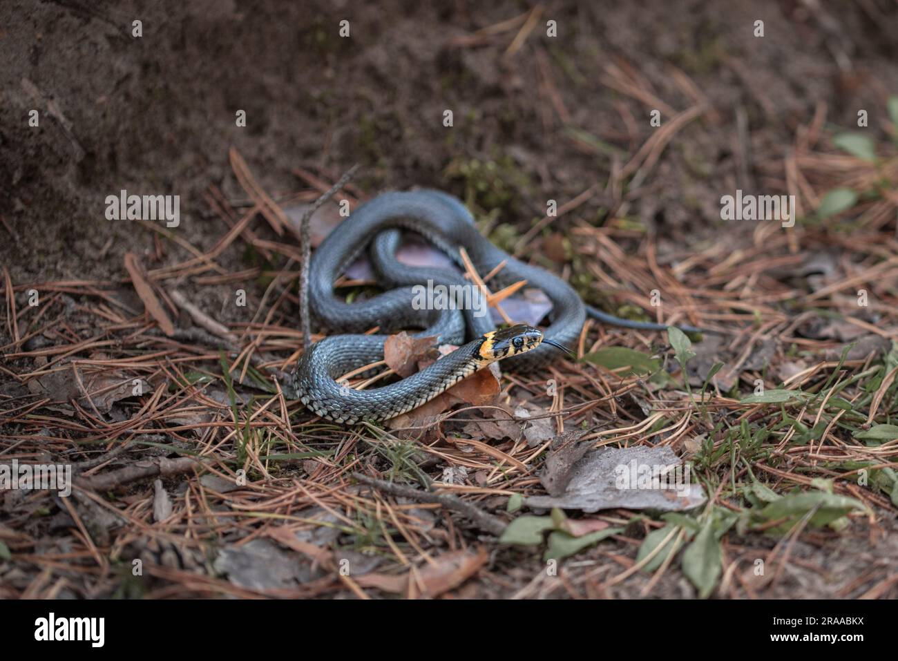 Ritratto di un piccolo serpente d'erba nella foresta Foto Stock