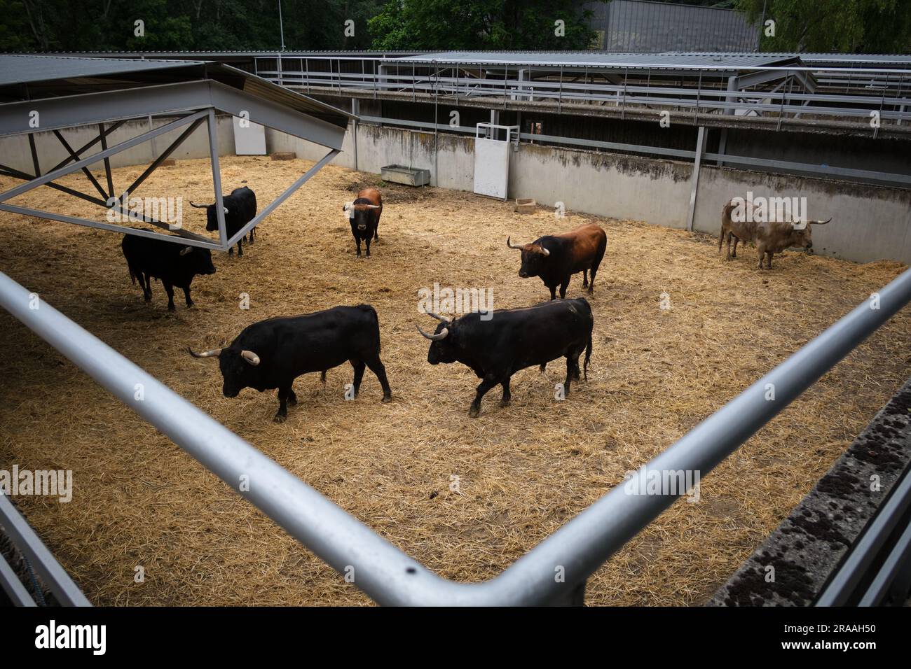 Pamplona, Spagna. 2 luglio 2023. I tori del ranch Fuente Ymbro riposano nelle Corrales del gas. L'Encierro è una corsa di 875 metri davanti a sei tori selvatici e sei halter che guidano il branco lungo il percorso fino all'arena. Si celebra a Pamplona ogni giorno durante il Festival di San Fermin. (Foto di Sergio Martín/SOPA Images/Sipa USA) credito: SIPA USA/Alamy Live News Foto Stock