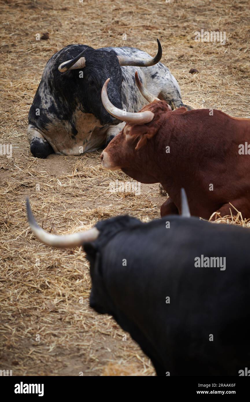 Pamplona, Spagna. 2 luglio 2023. Tre tori con diversi camici del ranch Cebada Gago riposano pacificamente nelle Corrales del gas. L'Encierro è una corsa di 875 metri davanti a sei tori selvatici e sei halter che guidano il branco lungo il percorso fino all'arena. Si celebra a Pamplona ogni giorno durante il Festival di San Fermin. (Foto di Sergio Martín/SOPA Images/Sipa USA) credito: SIPA USA/Alamy Live News Foto Stock