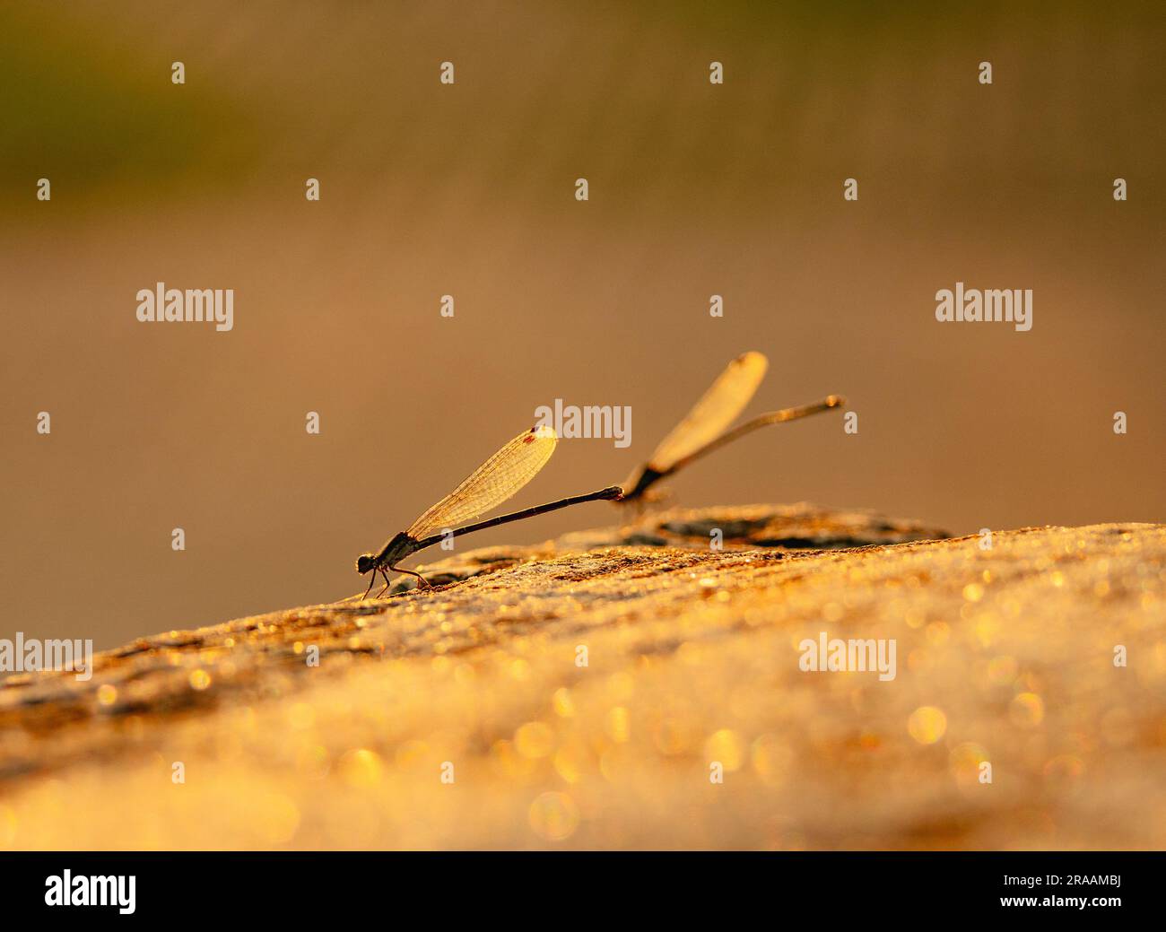 Libellula Foto Stock