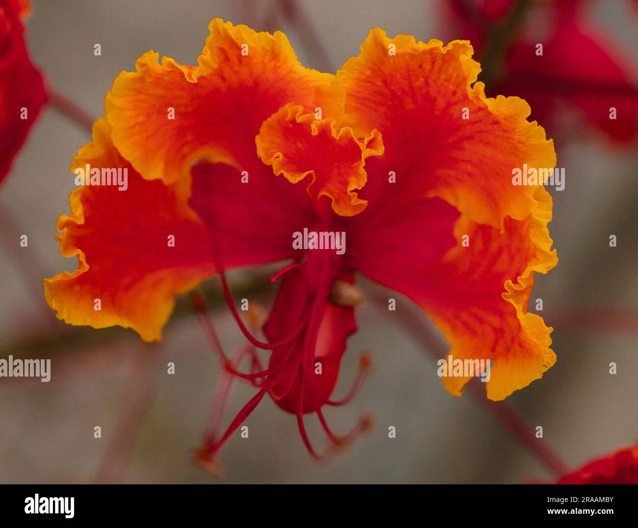 Fiore del pavone Foto Stock