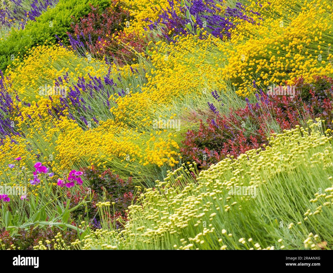 Aiuole, Historic Caversham Court, Reading Council Gardens, Caversham, Reading, Berkshire, Inghilterra, Regno Unito, Regno Unito. Foto Stock