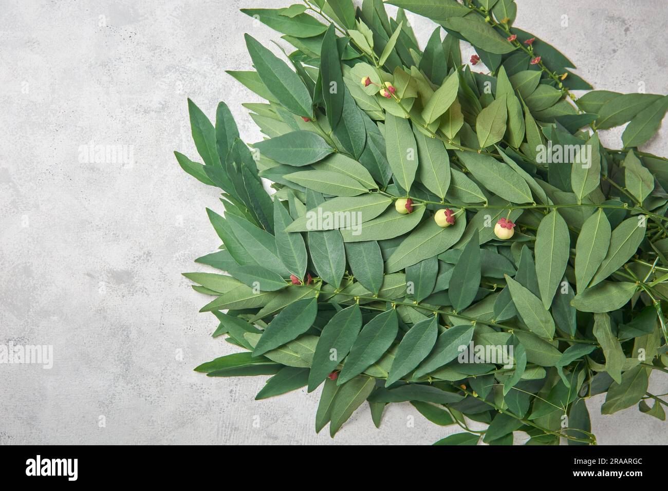 katuk o stella di spina, sauropus androgynus, alias foglia dolce o cheera malese, asin-asin o mani cai, le verdure a foglia più popolari del sud Foto Stock