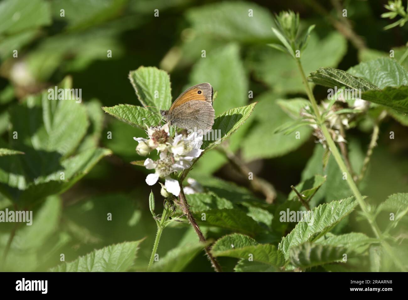 Immagine di profilo a sinistra di una piccola farfalla Heath (Caenonympha pamphilus) su un fiore bianco di mora al sole, scattata nel Galles centrale nel Regno Unito a giugno Foto Stock