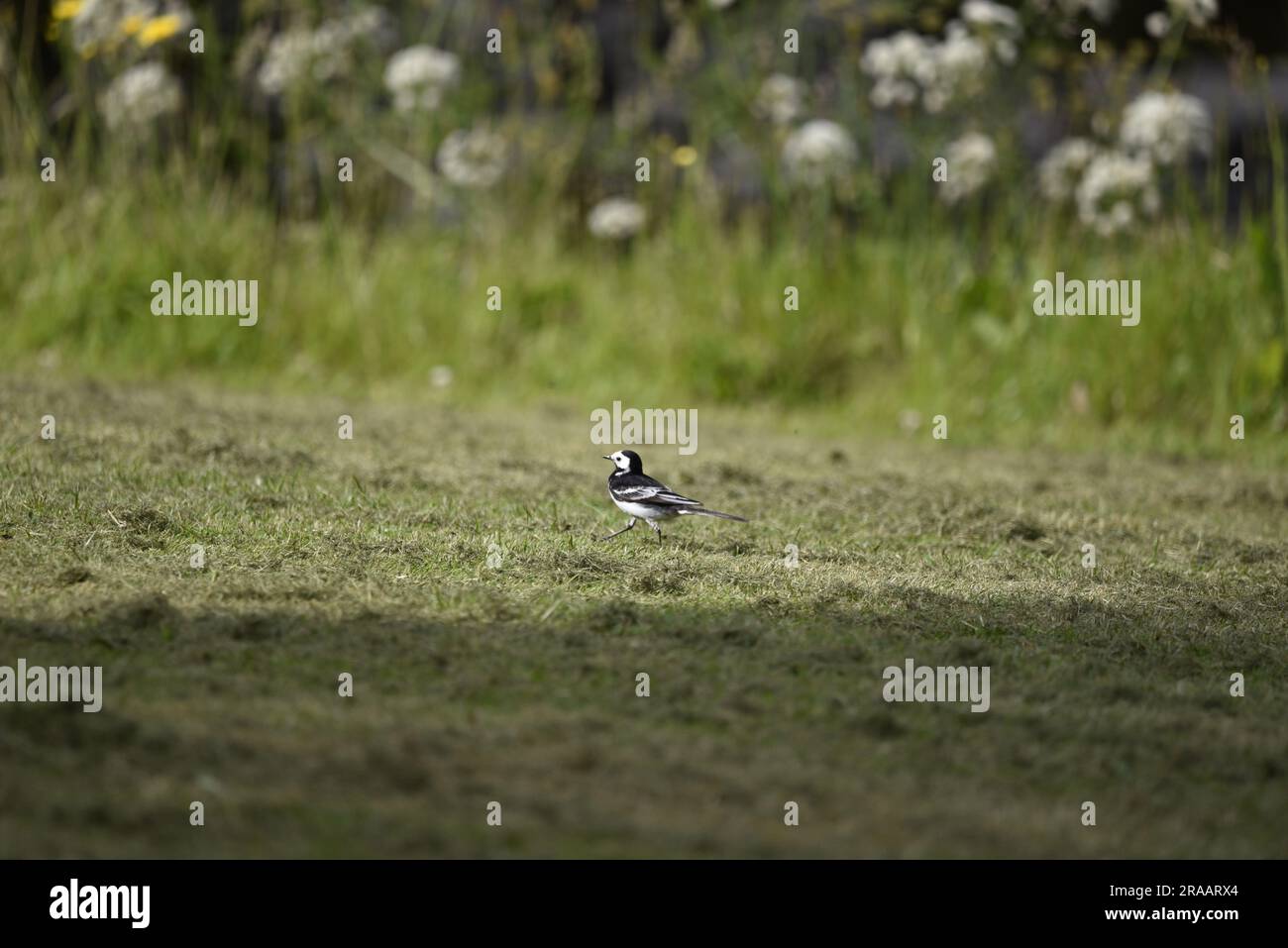 Pied Wagtail/White Wagtail (Motacilla alba) camminando da destra a sinistra con il piede sinistro in avanti, lungo il bordo erboso del fiume con sfondo di fiori selvatici, Regno Unito Foto Stock