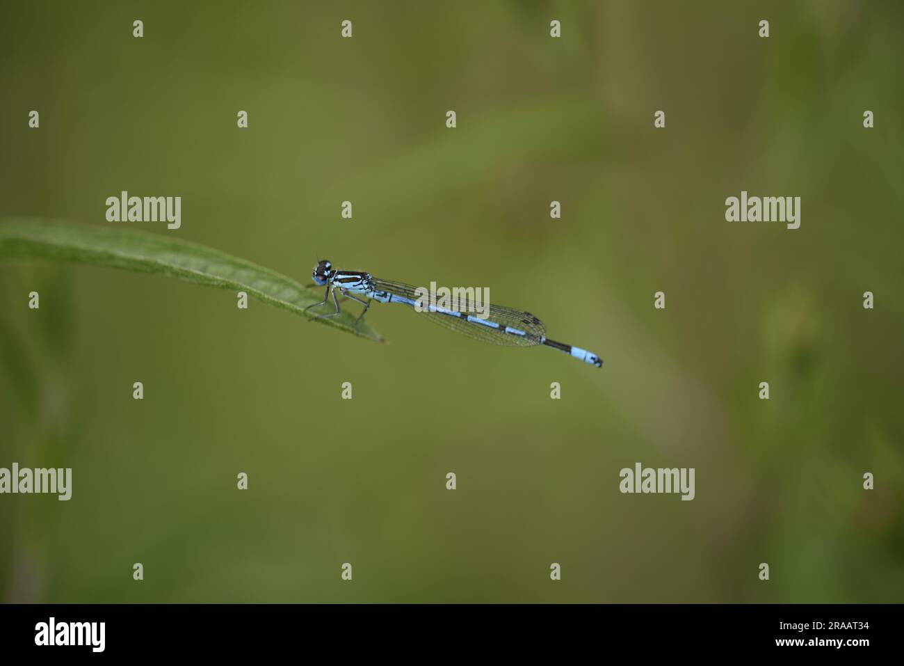 Immagine macro di Damselfly azzurro maschio (Caenagrion puella) arroccato nel profilo sinistro sul bordo di uno stelo d'erba a sinistra dell'immagine, sullo sfondo verde Foto Stock