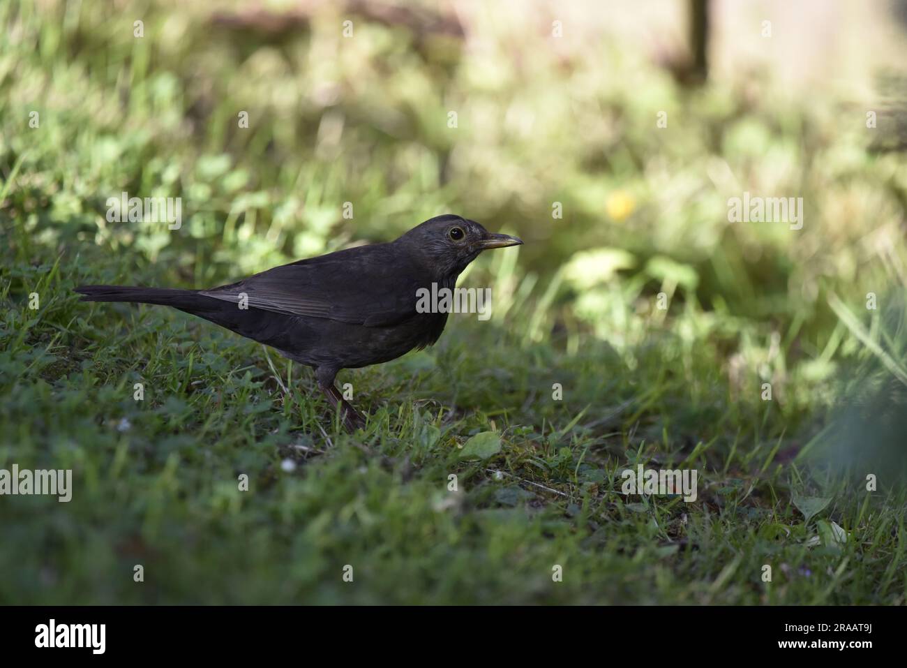 Immagine ravvicinata di un uccello nero comune femminile (Turdus merula) in piedi su erba corta, primo piano sinistro, su uno sfondo illuminato dal sole, scattata nel Regno Unito Foto Stock