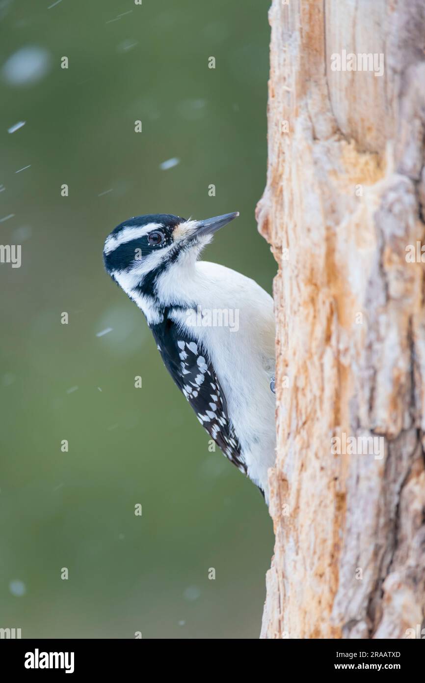 Picchio peloso femminile (Picoides villosus), picking on Tree trunk, Winter, e USA, di Dominique Braud/Dembinsky Photo Assoc Foto Stock